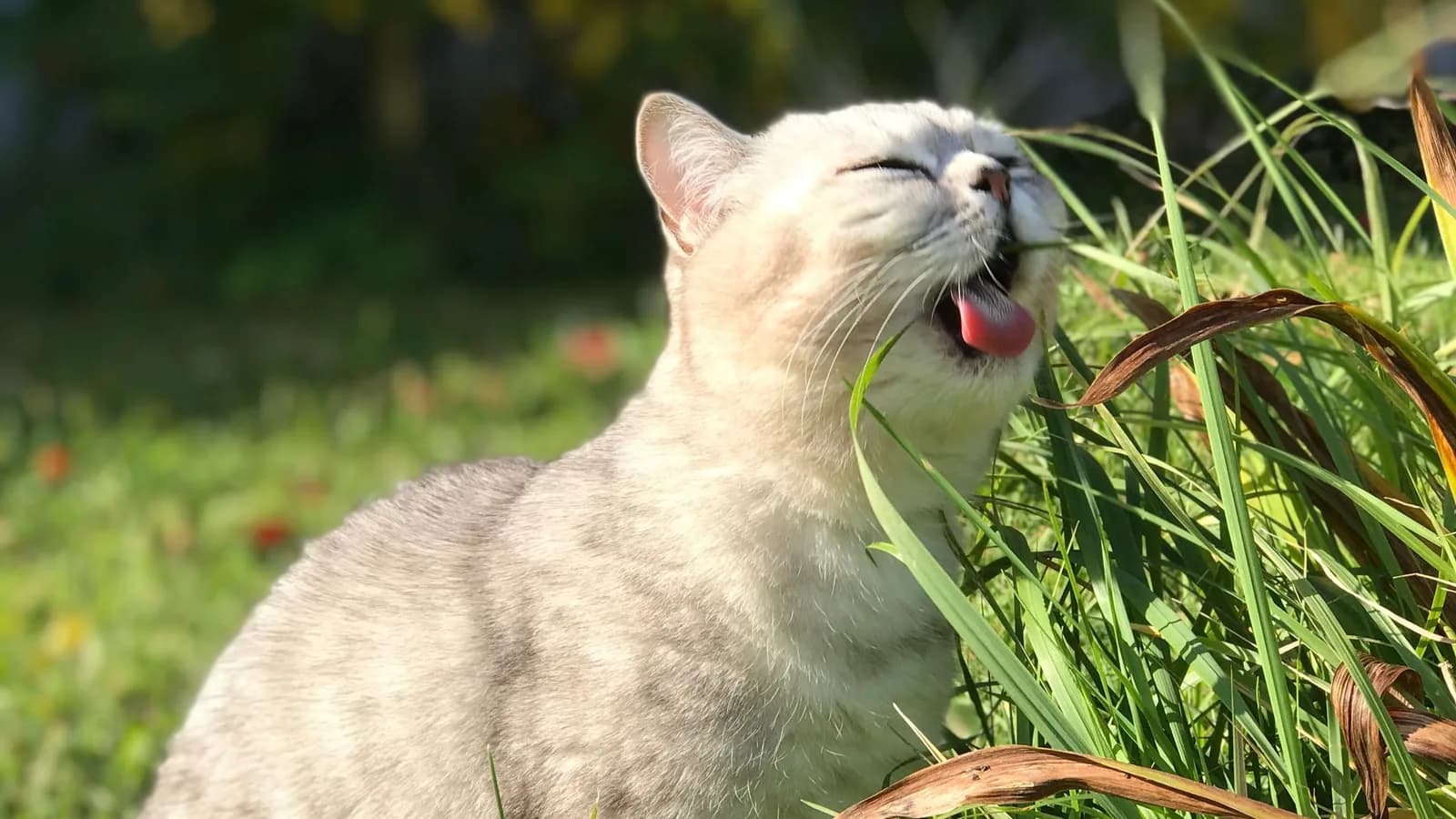 Why Do Cats Eat Grass? The Salad Course, Explained