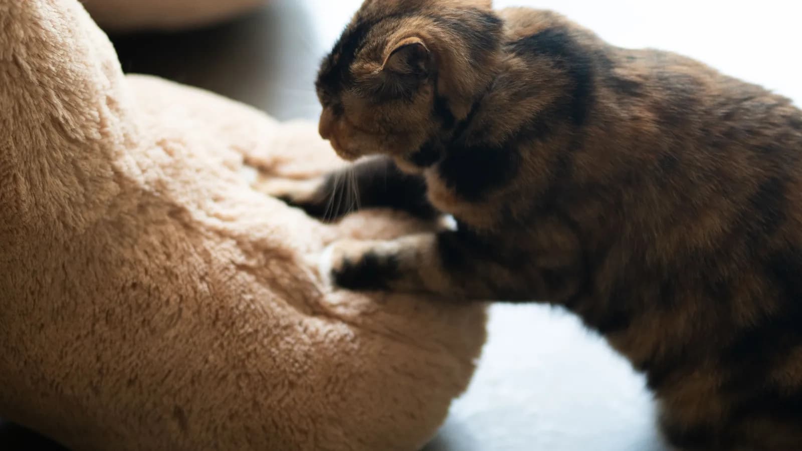Why Do Cats Knead? The Science of Making Biscuits
