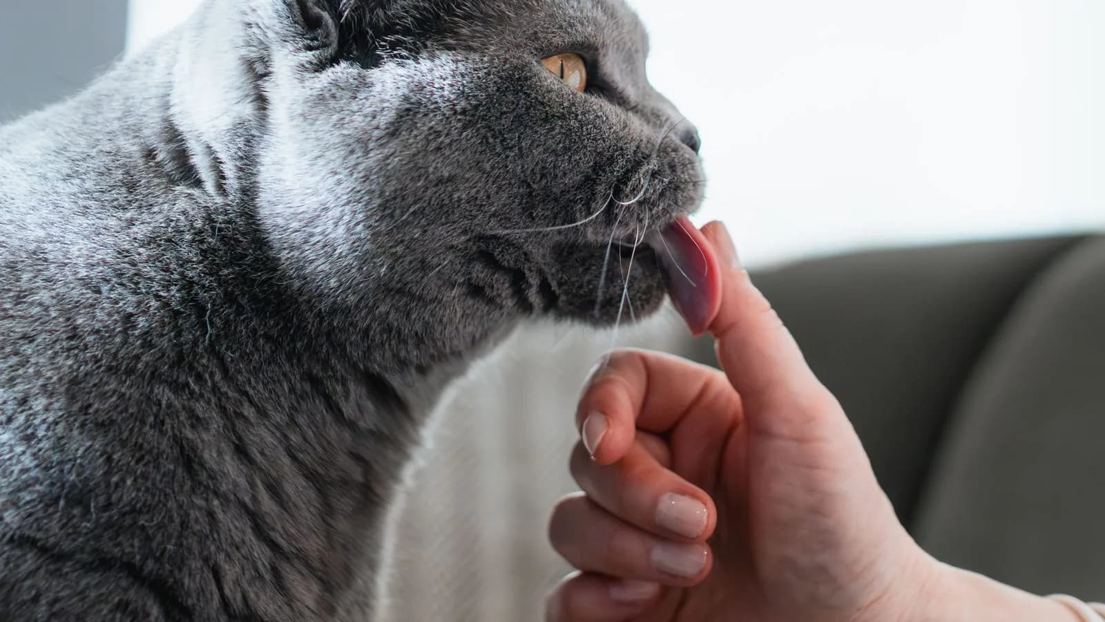Why Does My Cat Lick Me? The Science of the Sandpaper Kiss