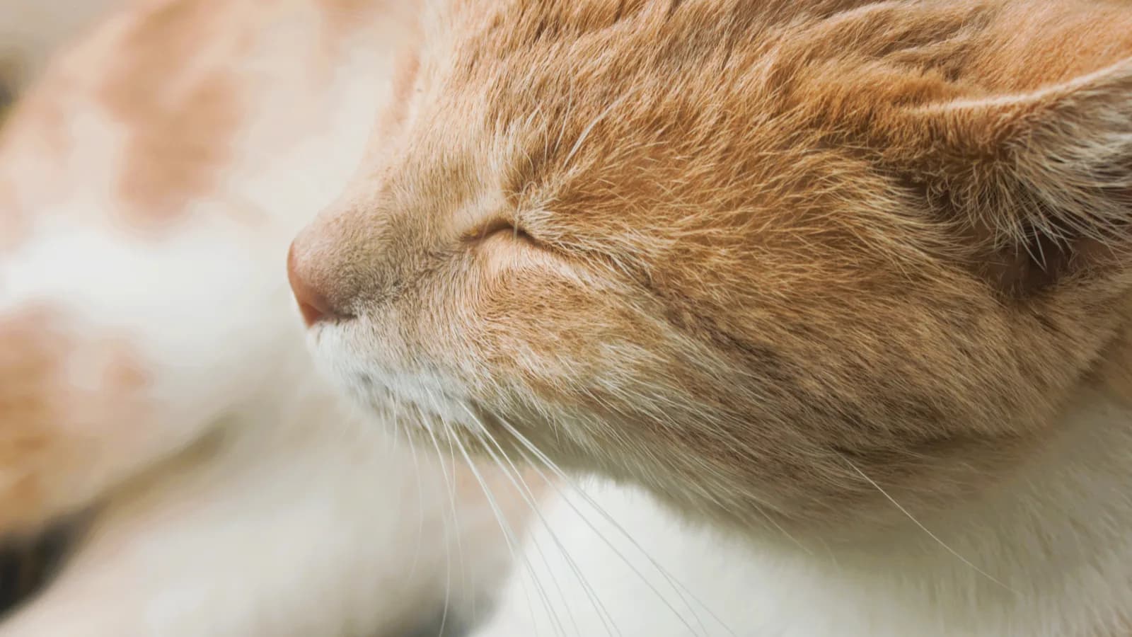 Why Do Cats Purr? The Owner of the Sound Opens the Hood