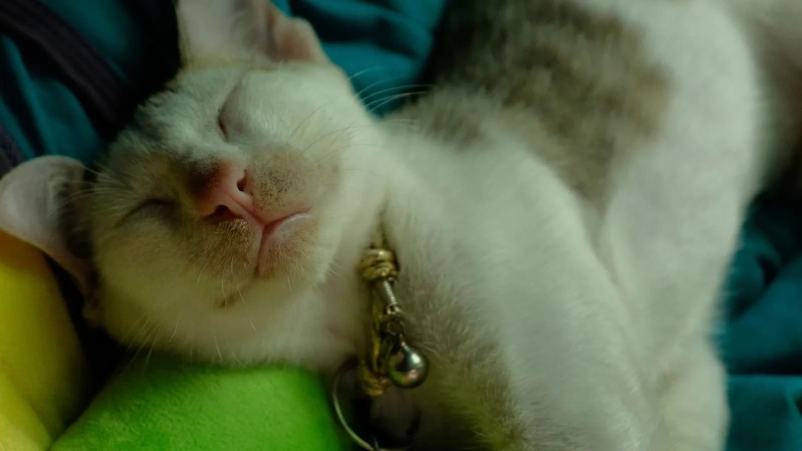 Why Do Cats Sleep So Much? A Professional Explains His Craft