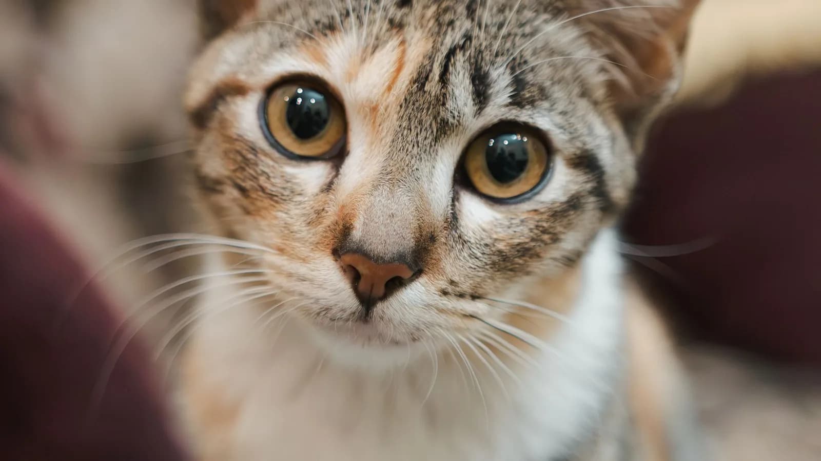 Why Does My Cat Stare at Me? A Staring Professional Explains