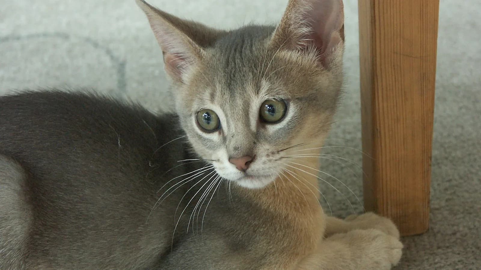 Blue Abyssinian kitten at three months old, the age and look a buyer actually reserves