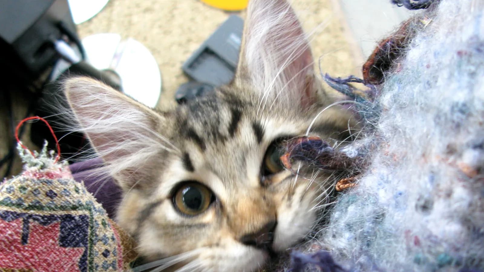 Brown tabby American Bobtail kitten, from a market whose two price tiers never meet