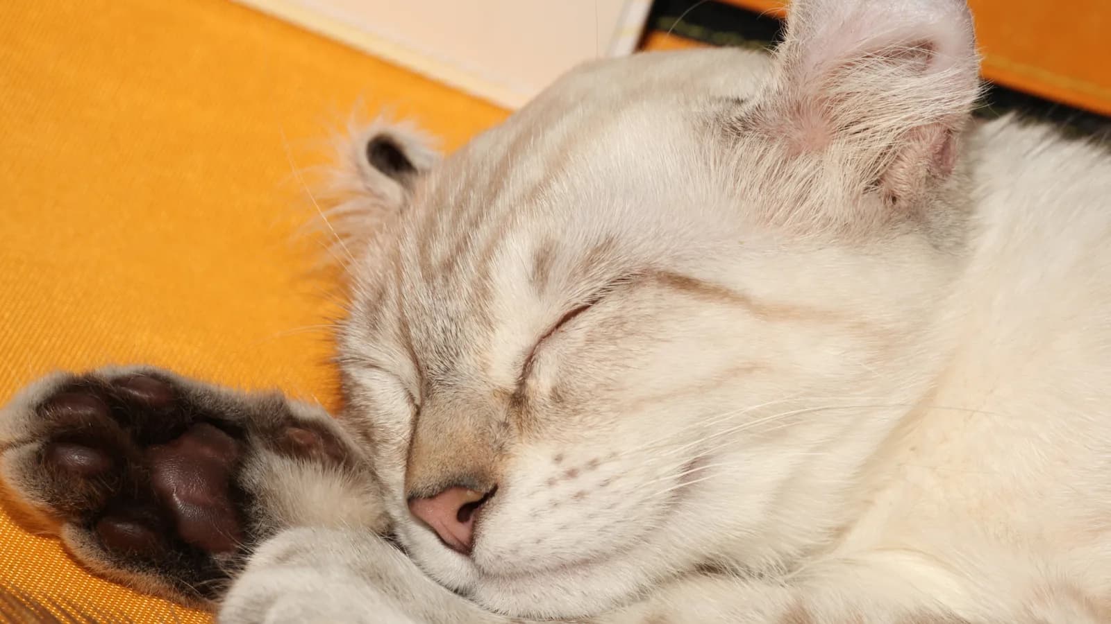 Silver American Curl asleep with the swept-back ears that, uniquely, carry no price premium