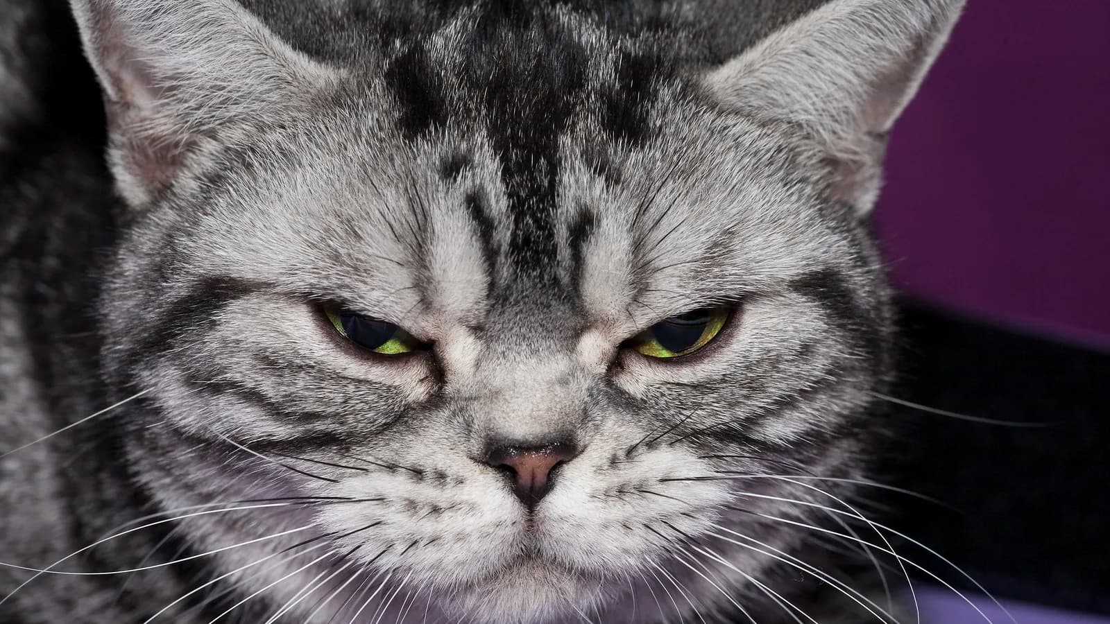 Silver classic tabby American Shorthair show cat at its benching cage, the cattery-and-show world where the breed actually lives