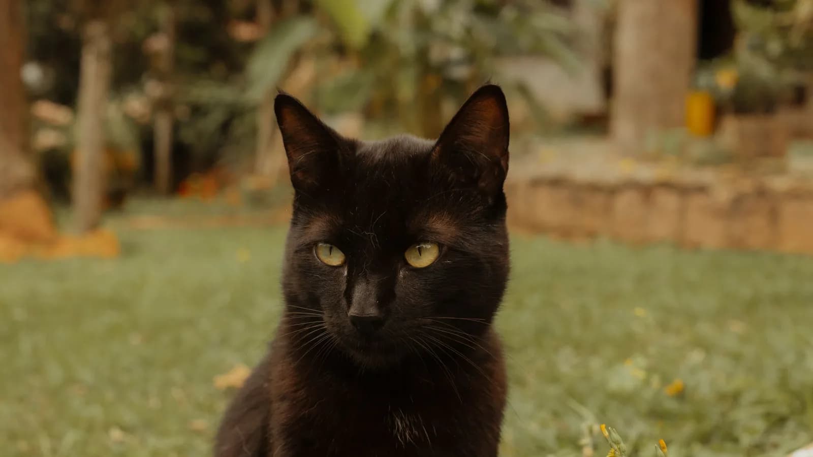 Illustrative: a solid black domestic cat in a garden; no free high-resolution photo of a confirmed black American Shorthair exists, which itself says something about the coat's documented scarcity