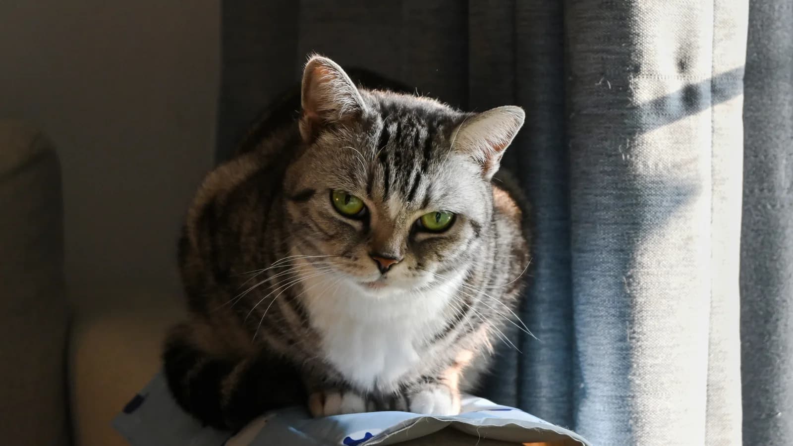 Silver tabby American Shorthair squatting in soft window light, one coat from a palette CFA counts past 100 combinations