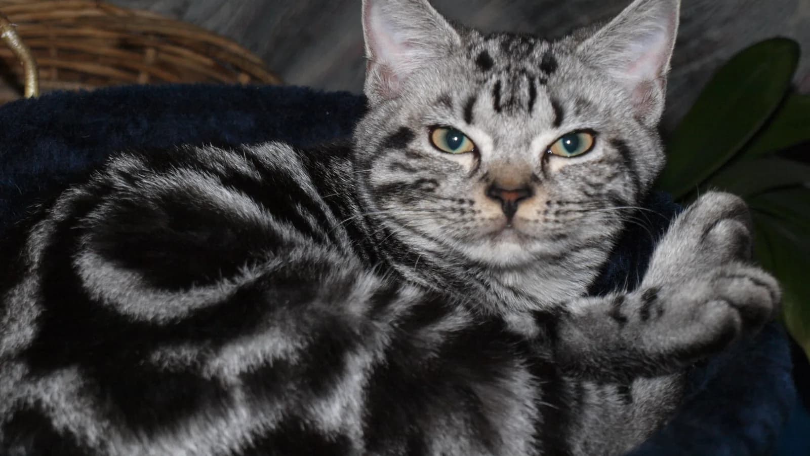 Silver classic tabby American Shorthair reclining, the unbroken bullseye swirl of the classic pattern on full display