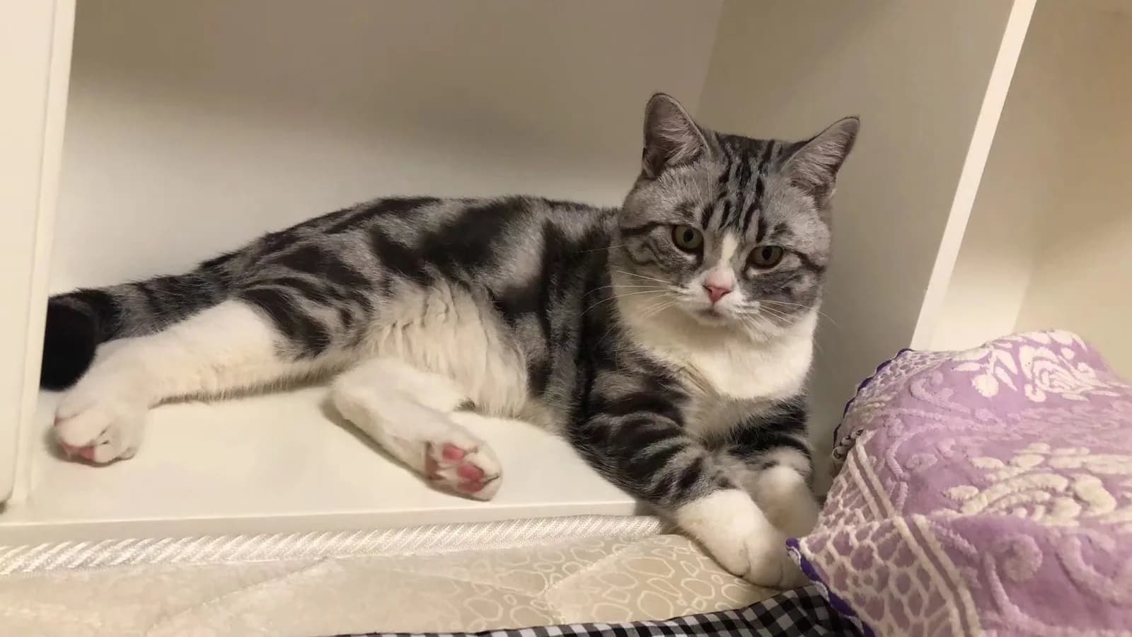 Young silver tabby and white American Shorthair lounging on a shelf, the age and look a buyer actually reserves