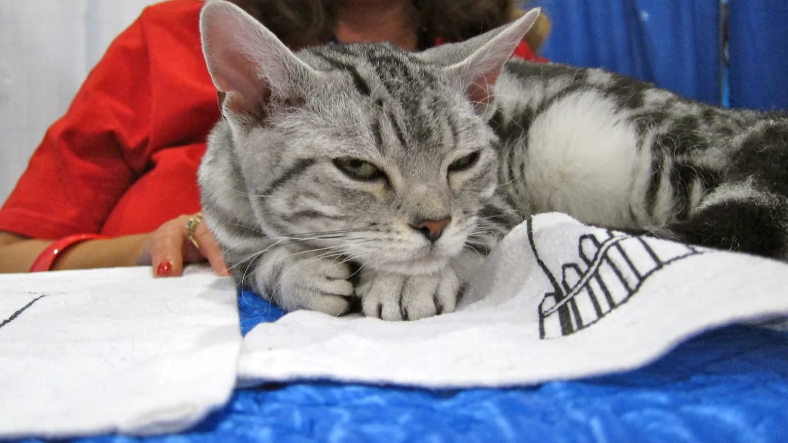 Silver tabby American Wirehair resting at a cat show, from the rarest CFA breed's thin market