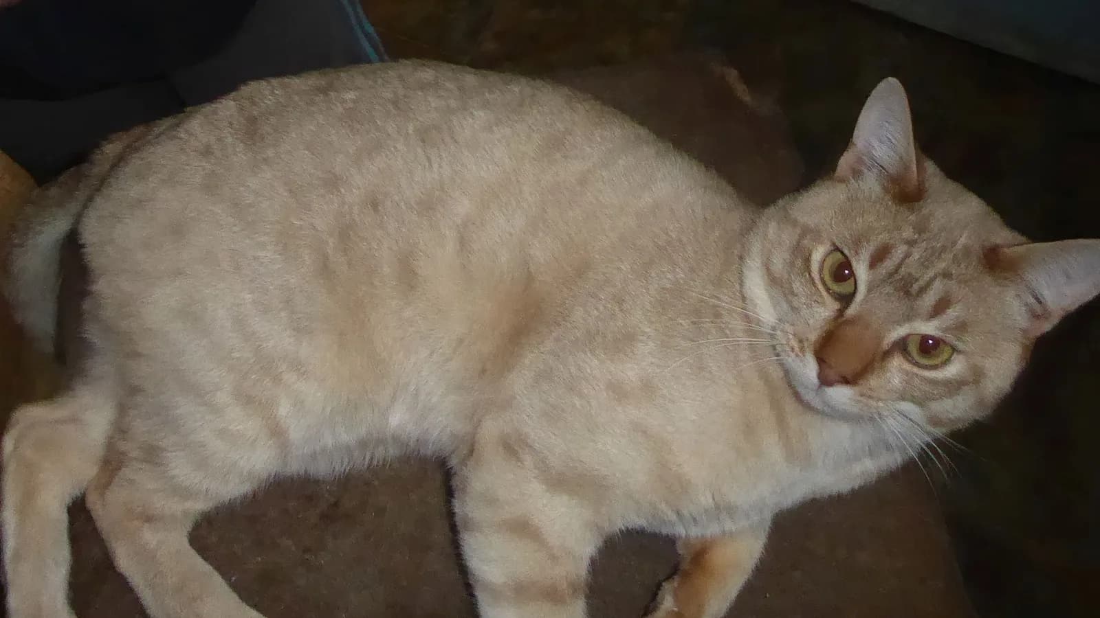 Gold Australian Mist lying at home, from the one market that prices the breed