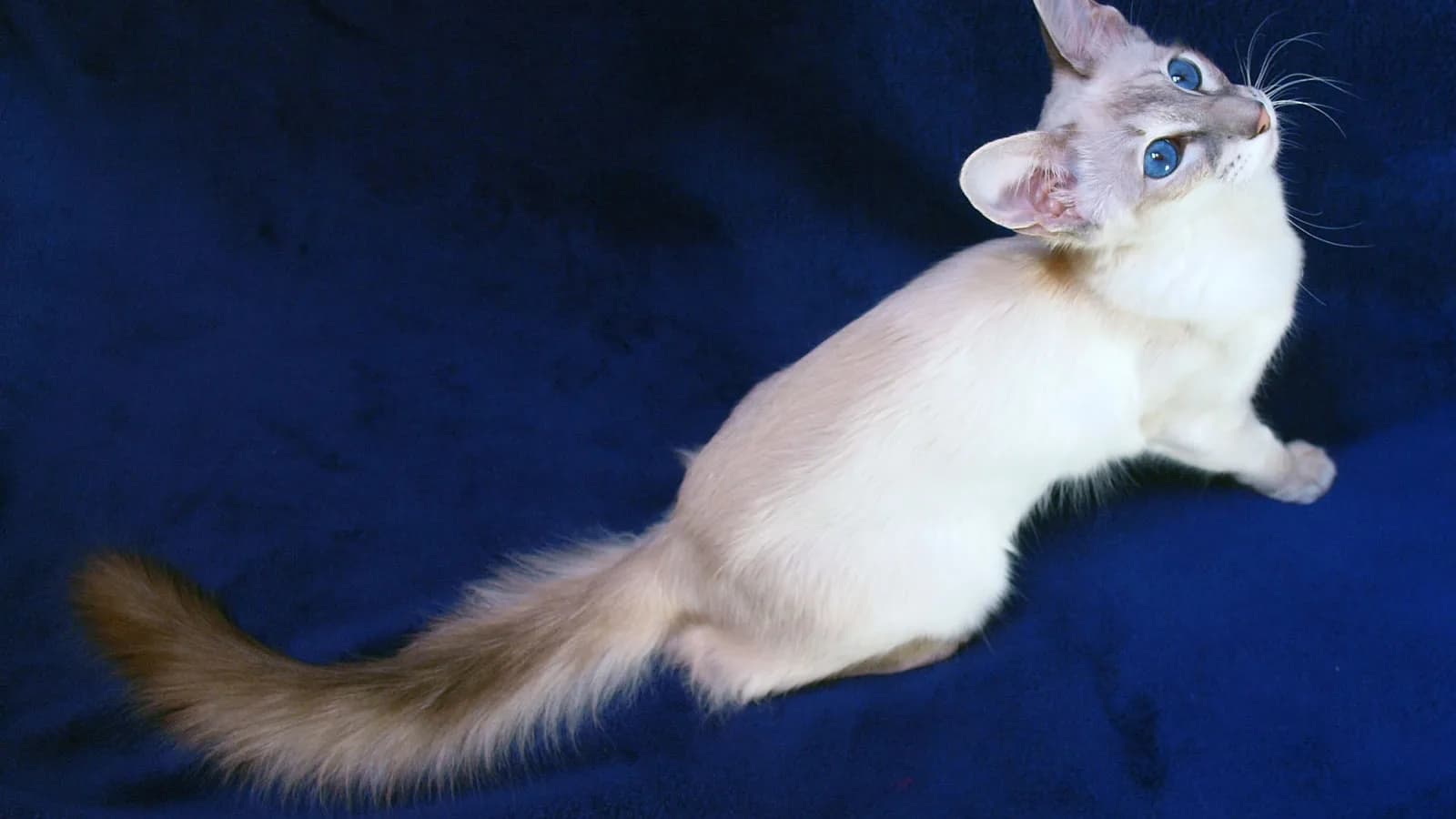 Pointed Balinese with blue eyes and the plumed tail on a deep blue background, the pale body and darker points this page maps
