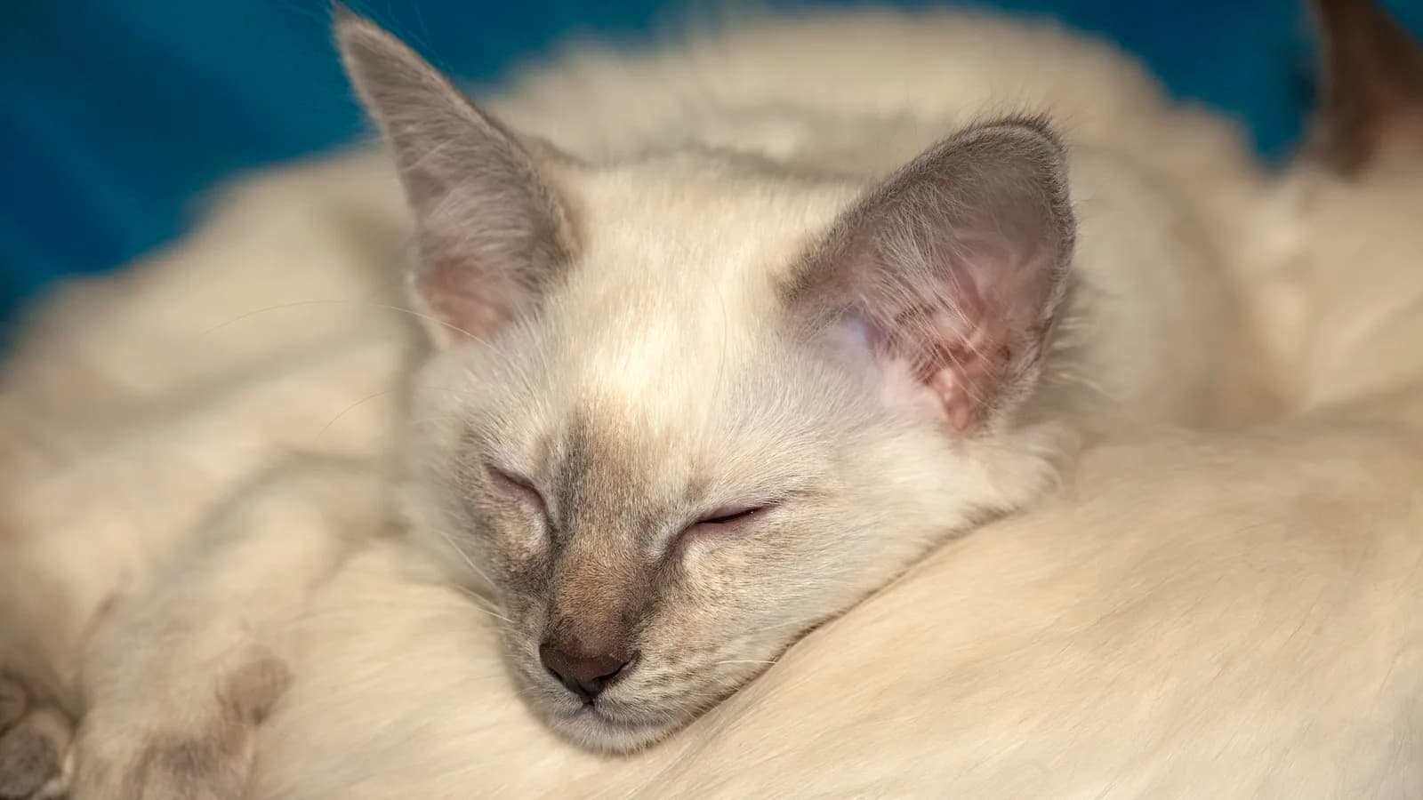 Sleeping cream Balinese kitten: the kitten market this page prices, market by market