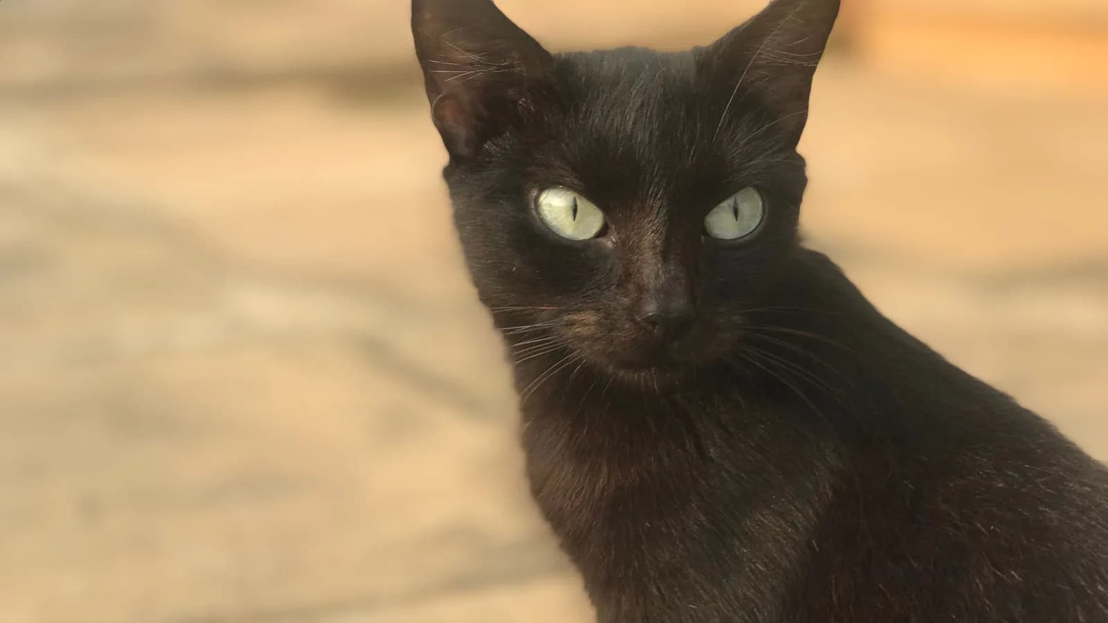 A solid black cat in warm sunlight, the near-solid look the melanistic Bengal wears over ghost rosettes (illustrative: melanistic Bengals are absent from free photo sources)