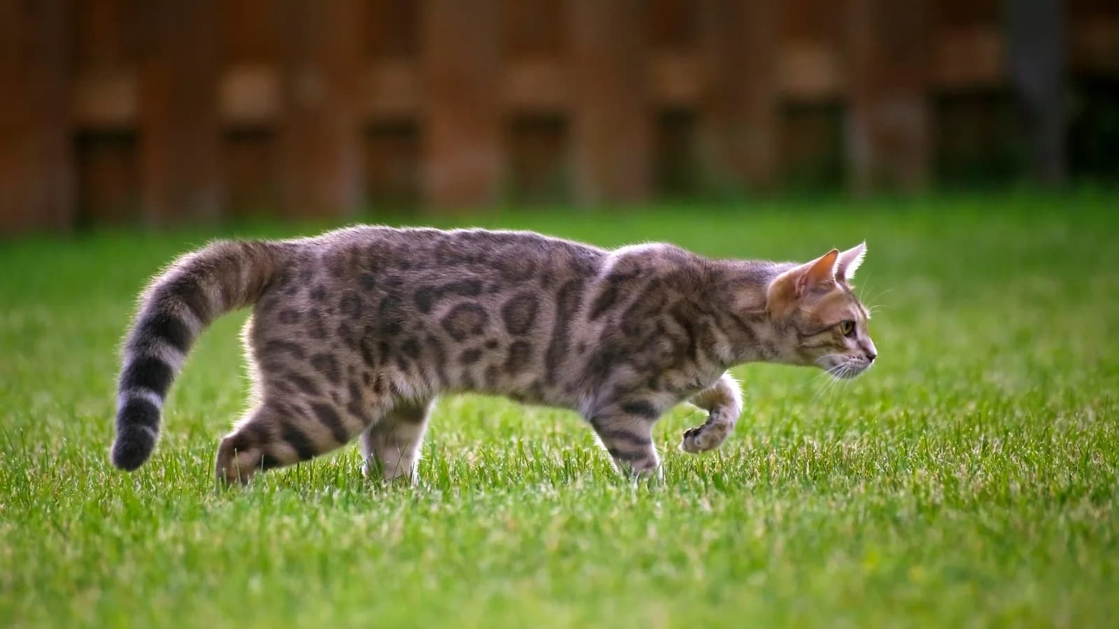 Blue Bengal kitten with grey-toned rosettes stalking across a lawn