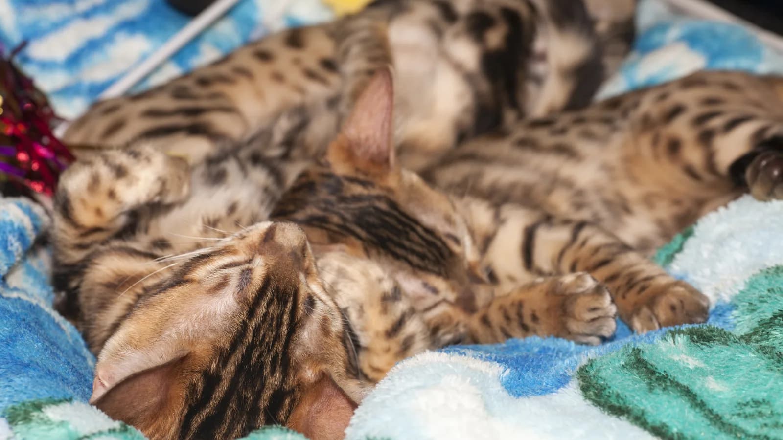 Litter of Bengal kittens sleeping in a pile at a cattery