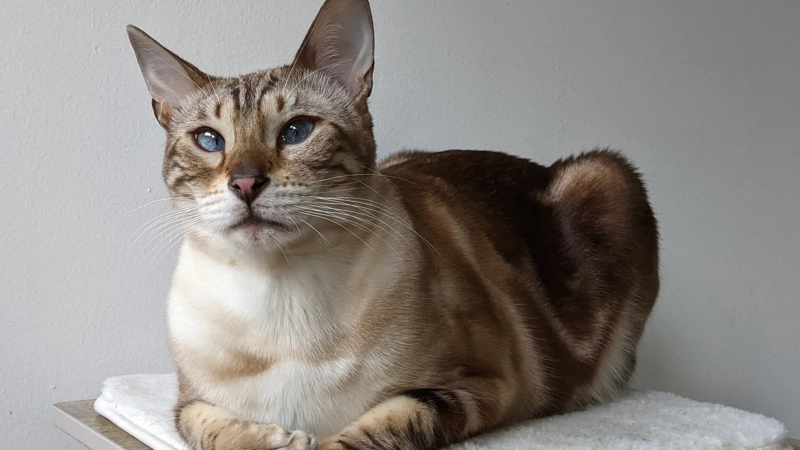 Snow marble Bengal male sitting on a cat tree, swirled pattern on pale coat