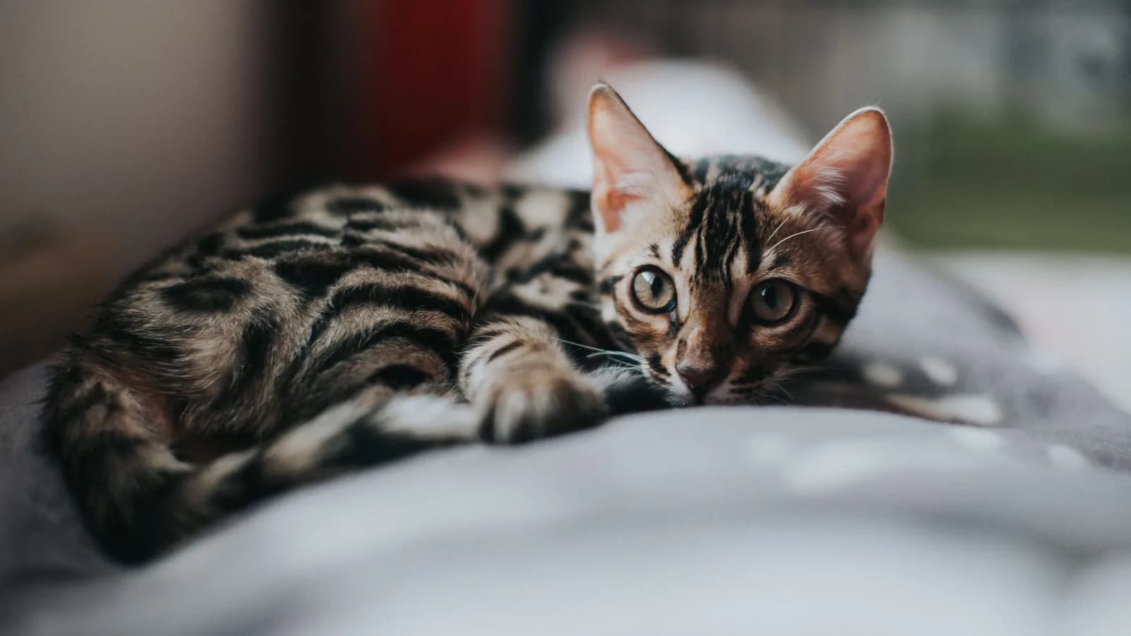 Bengal kitten lounging on a sofa, the purchase every price question is about