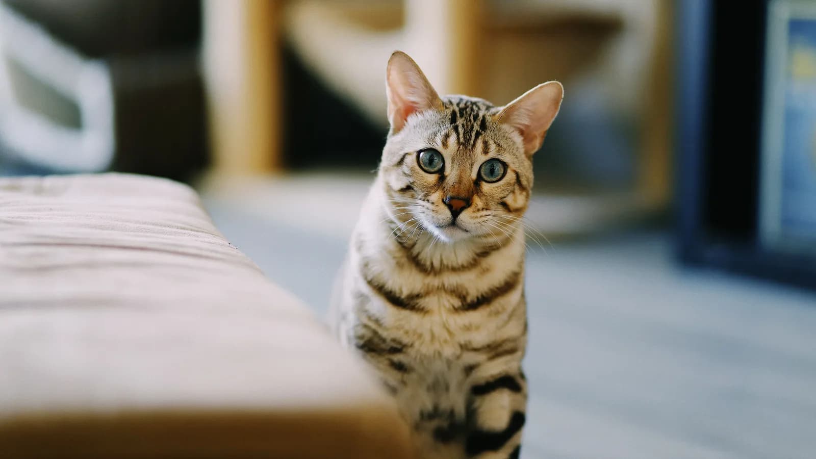 Silver-toned Bengal cat with cool pale ground and dark markings, facing the camera