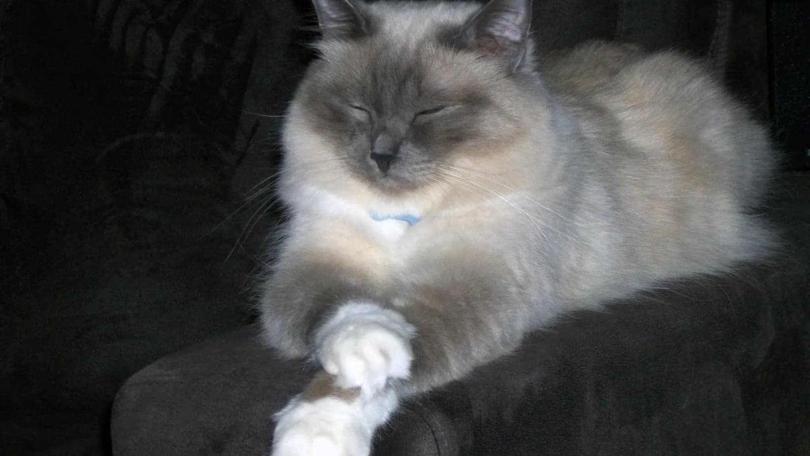 Birman with a white-gloved paw extended, the judged trait this page explains before any color