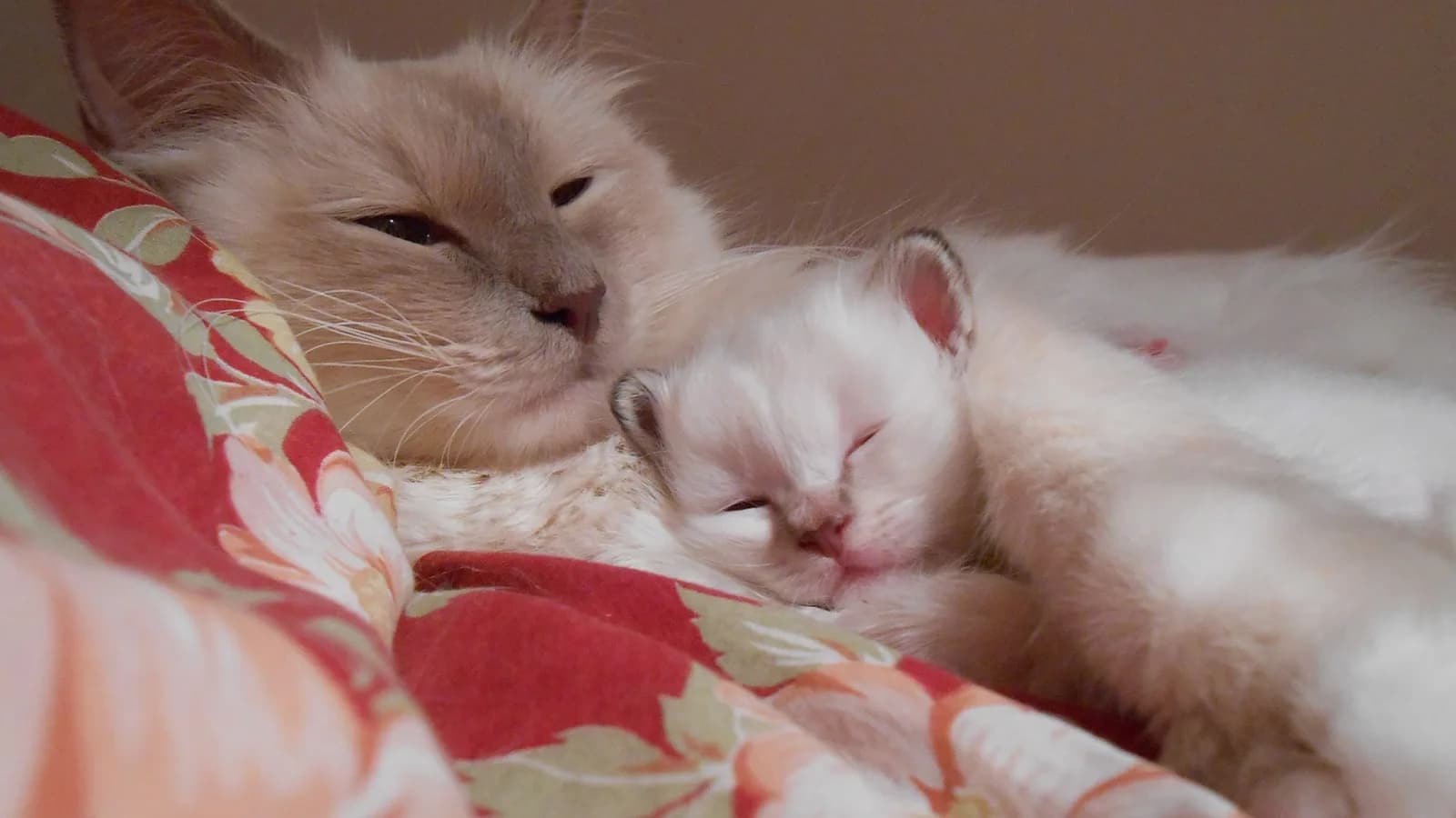 Birman mother and sleeping kitten, the kitten market this page prices across four countries
