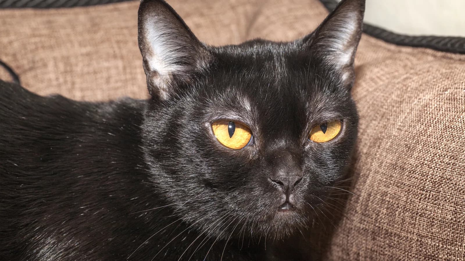 Registered Bombay with golden copper eyes, the pedigree the price buys
