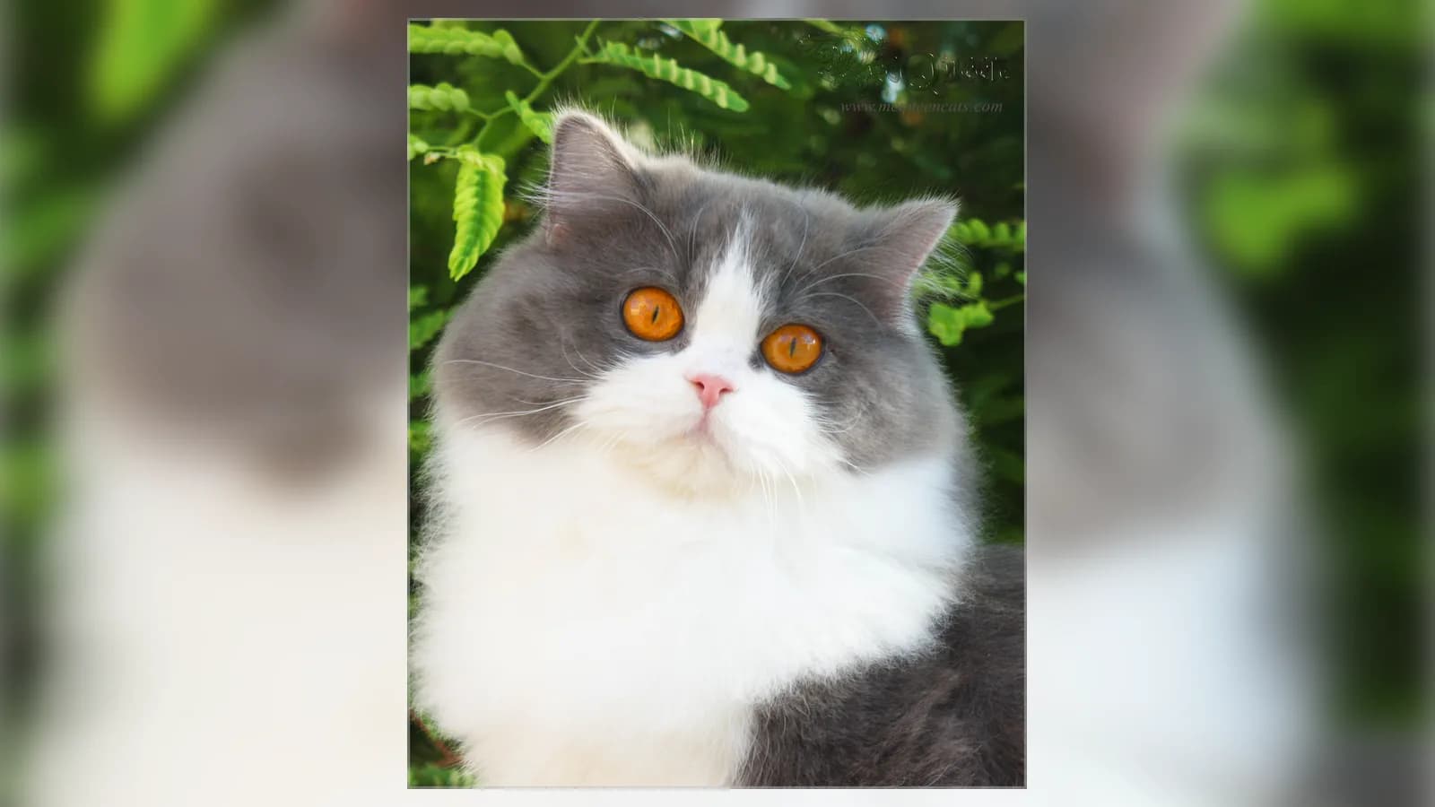Blue bicolor British Longhair with amber eyes, one coat from a six-family palette