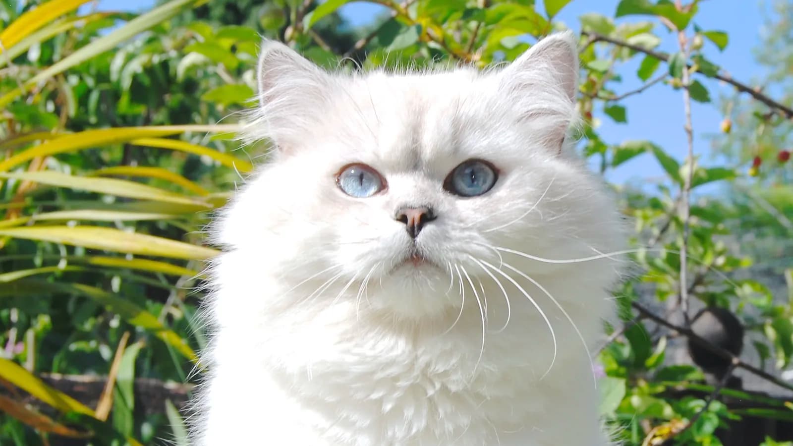 Silver shaded point British Longhair with blue eyes, from the premium end of the market
