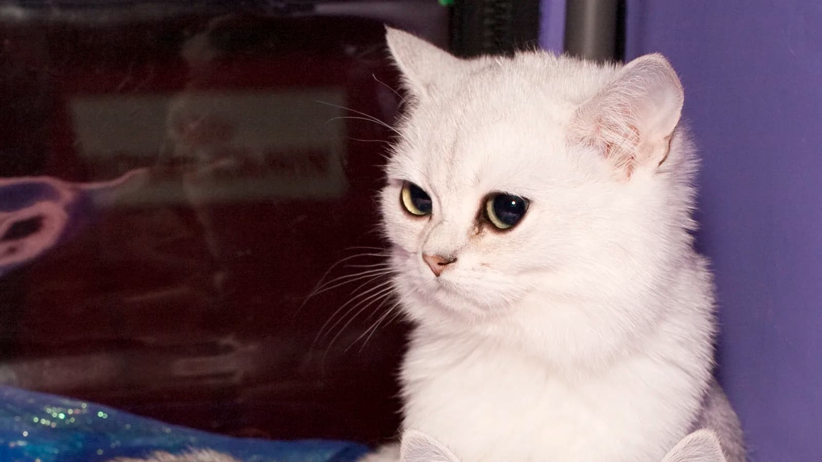 Litter of silver shaded British Shorthair kittens together