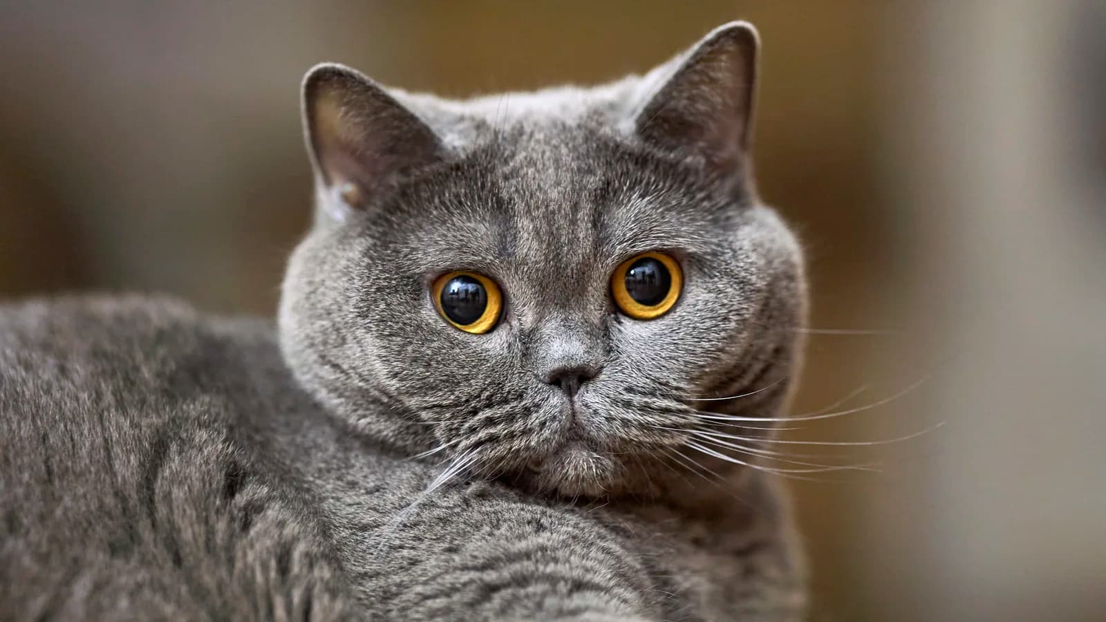 Blue British Shorthair close up, copper-orange eyes (Feronia)