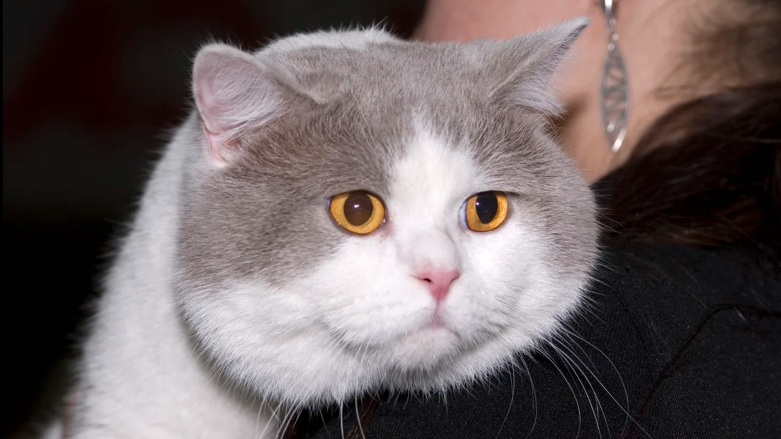 Lilac and white British Shorthair held on a shoulder, amber eyes