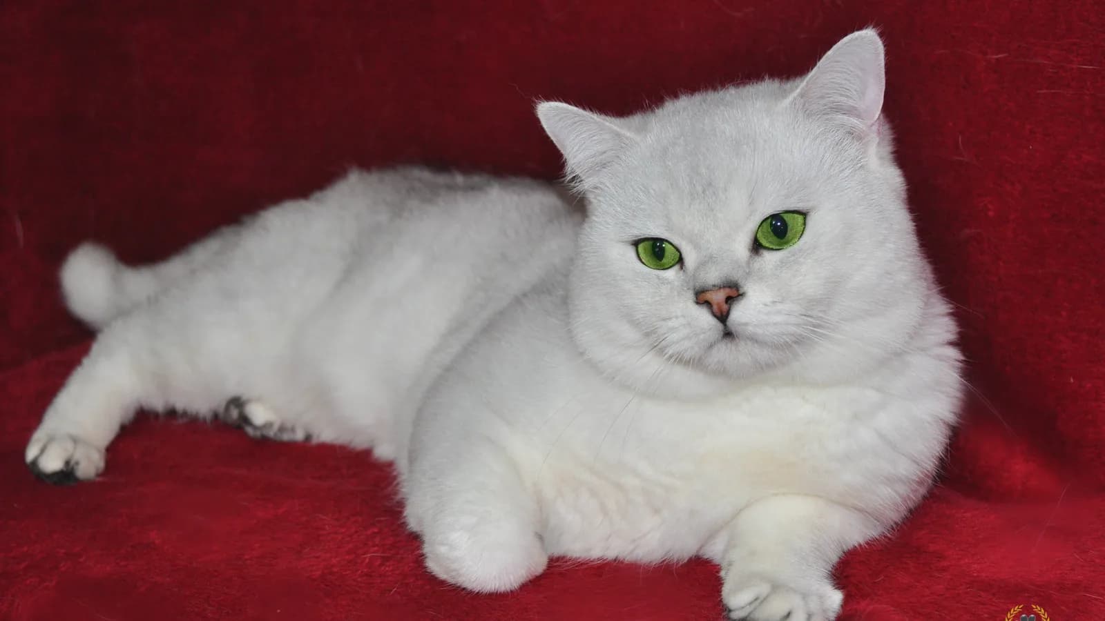 Black silver shaded British Shorthair, studio portrait
