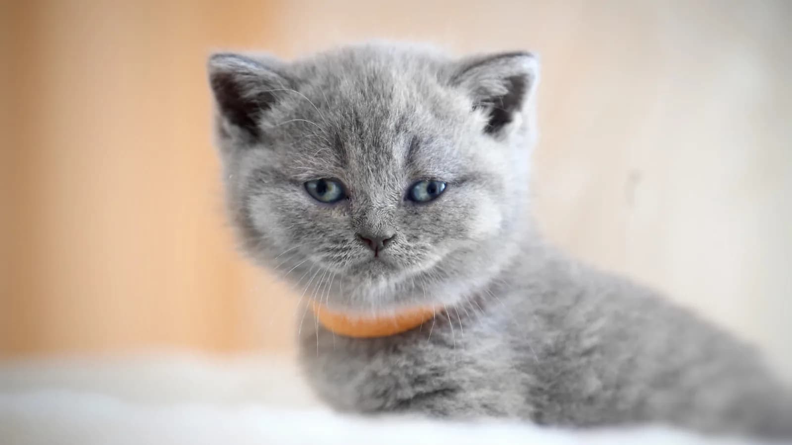 Blue British Shorthair kitten, one month old