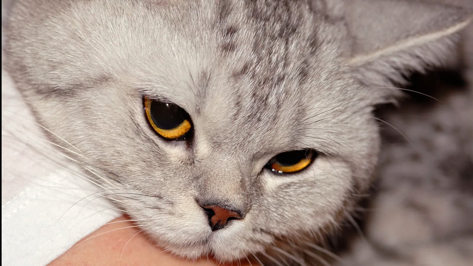 Black silver tabby British Shorthair head study