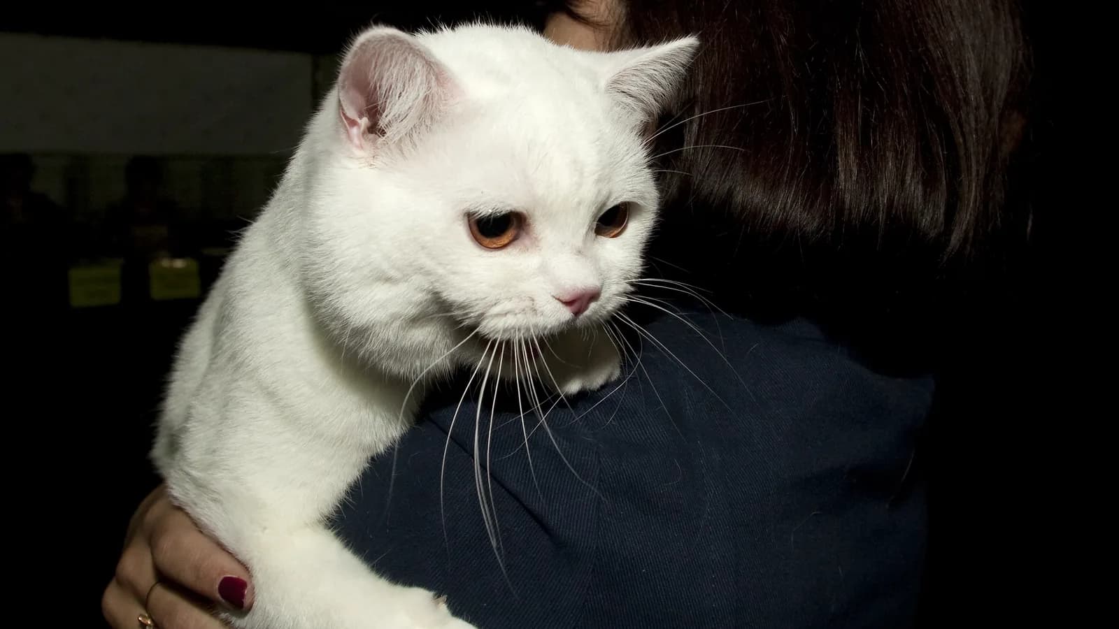 White British Shorthair with yellow eyes on a black background