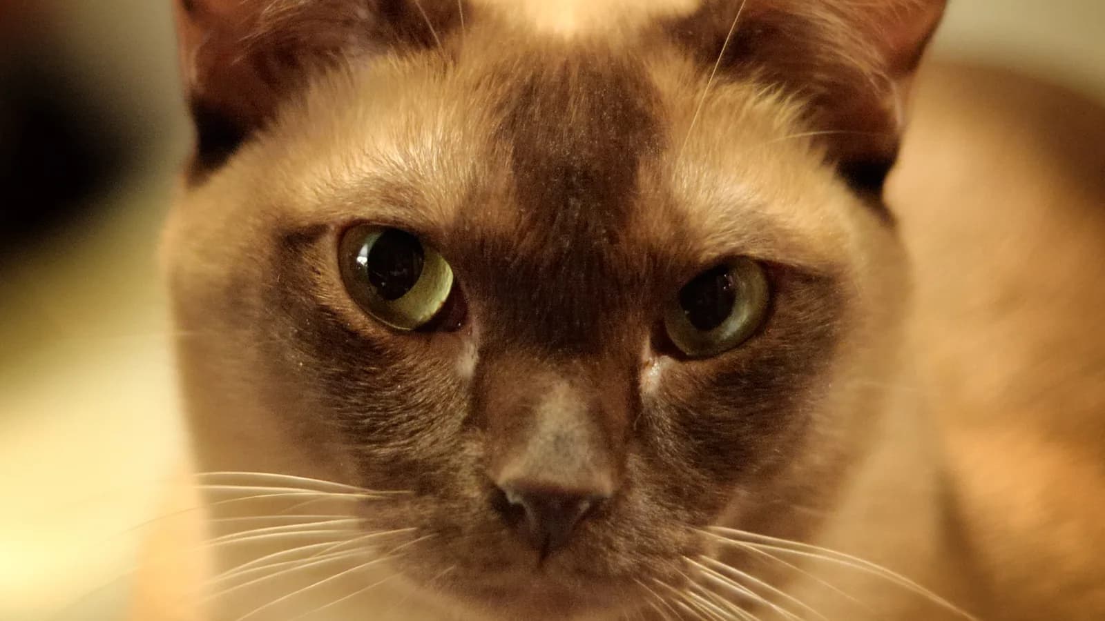 Champagne Burmese face filling the frame: the kitten market this page prices across four countries