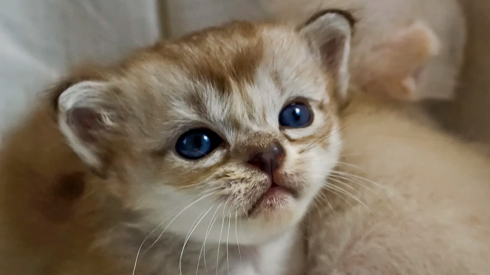 Young Burmilla kitten close-up, the rare kitten market this page counts almost listing by listing