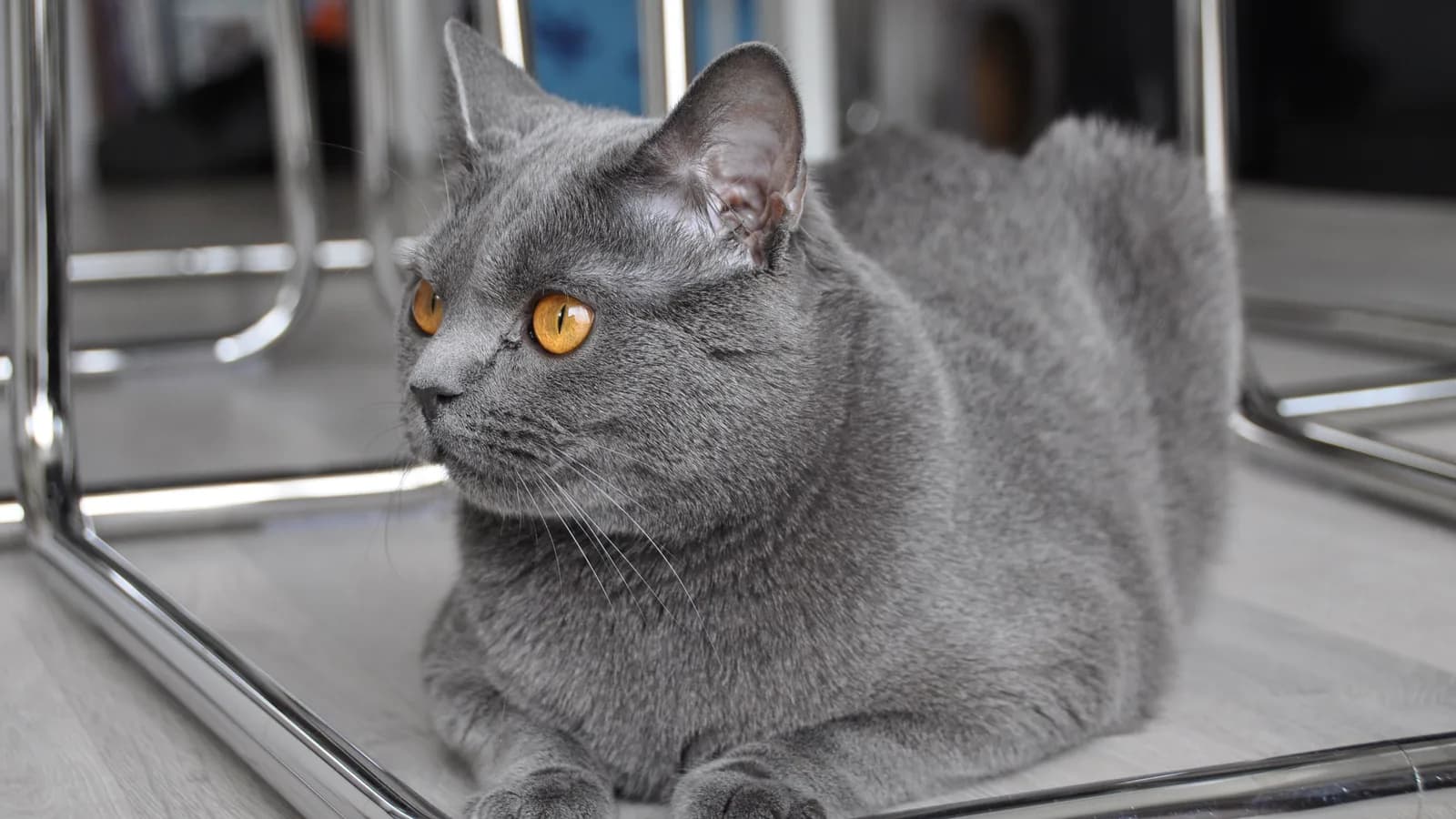 Chartreux lying with bright copper eyes: the quiet blue cat the market barely prices