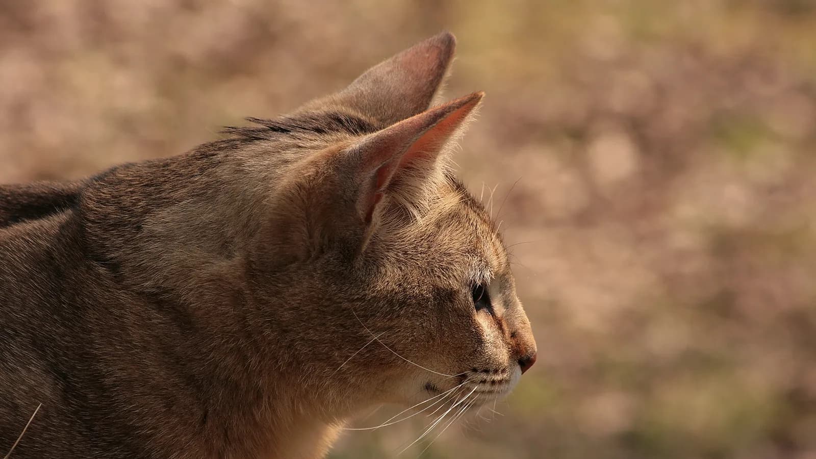 Chausie profile showing the banded ticking of the brown ticked tabby coat, one of the breed's three colors