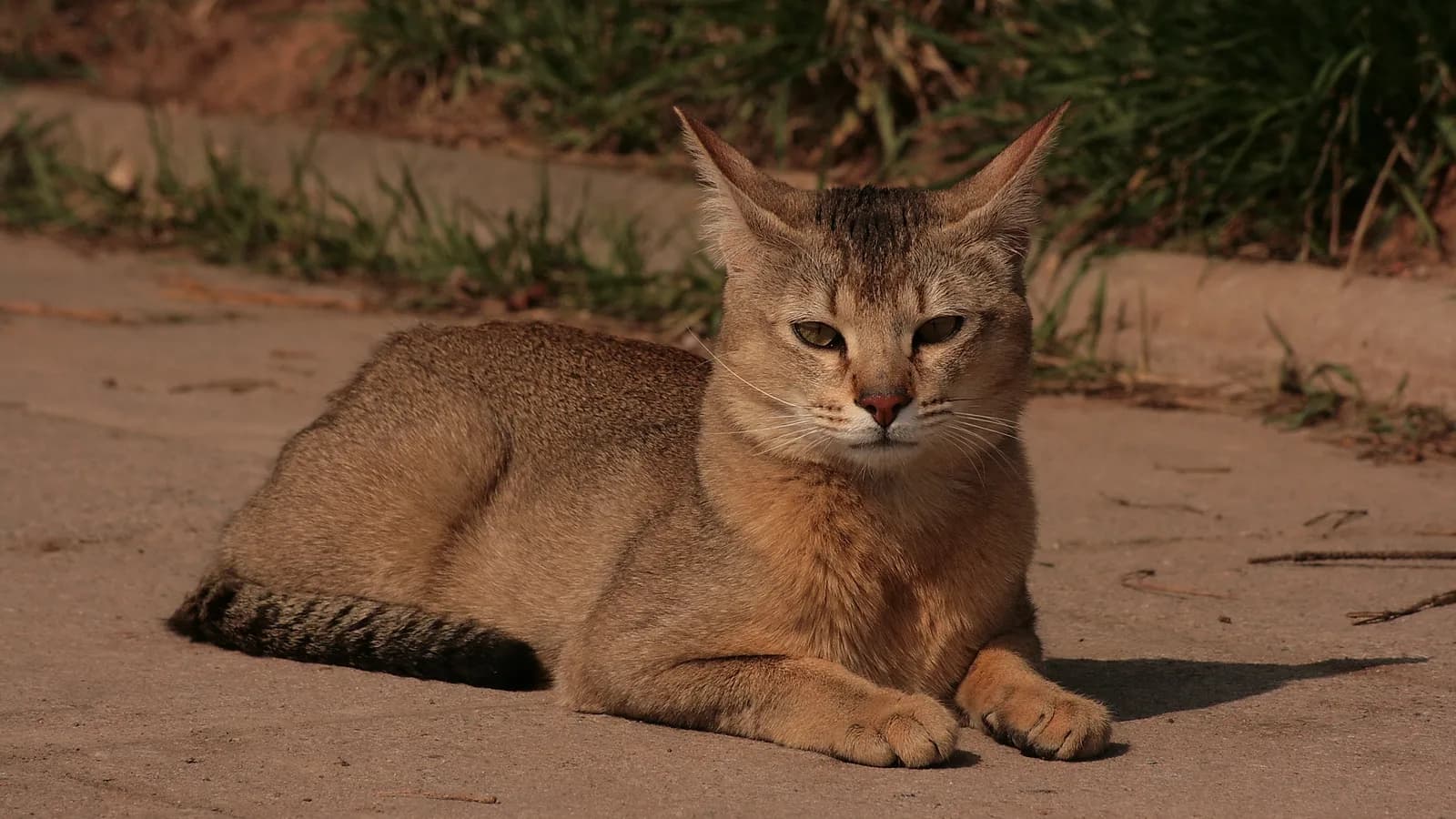 Adult Chausie at rest showing the long jungle-cat build that generation, not color, prices