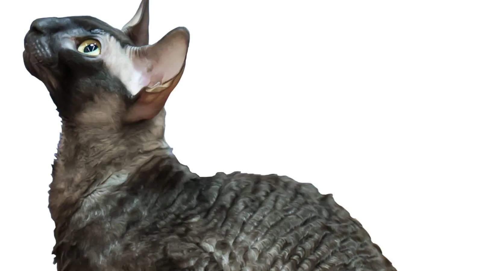 Black Cornish Rex in profile, the tight marcel waves running the length of the body: the color the folklore calls rare