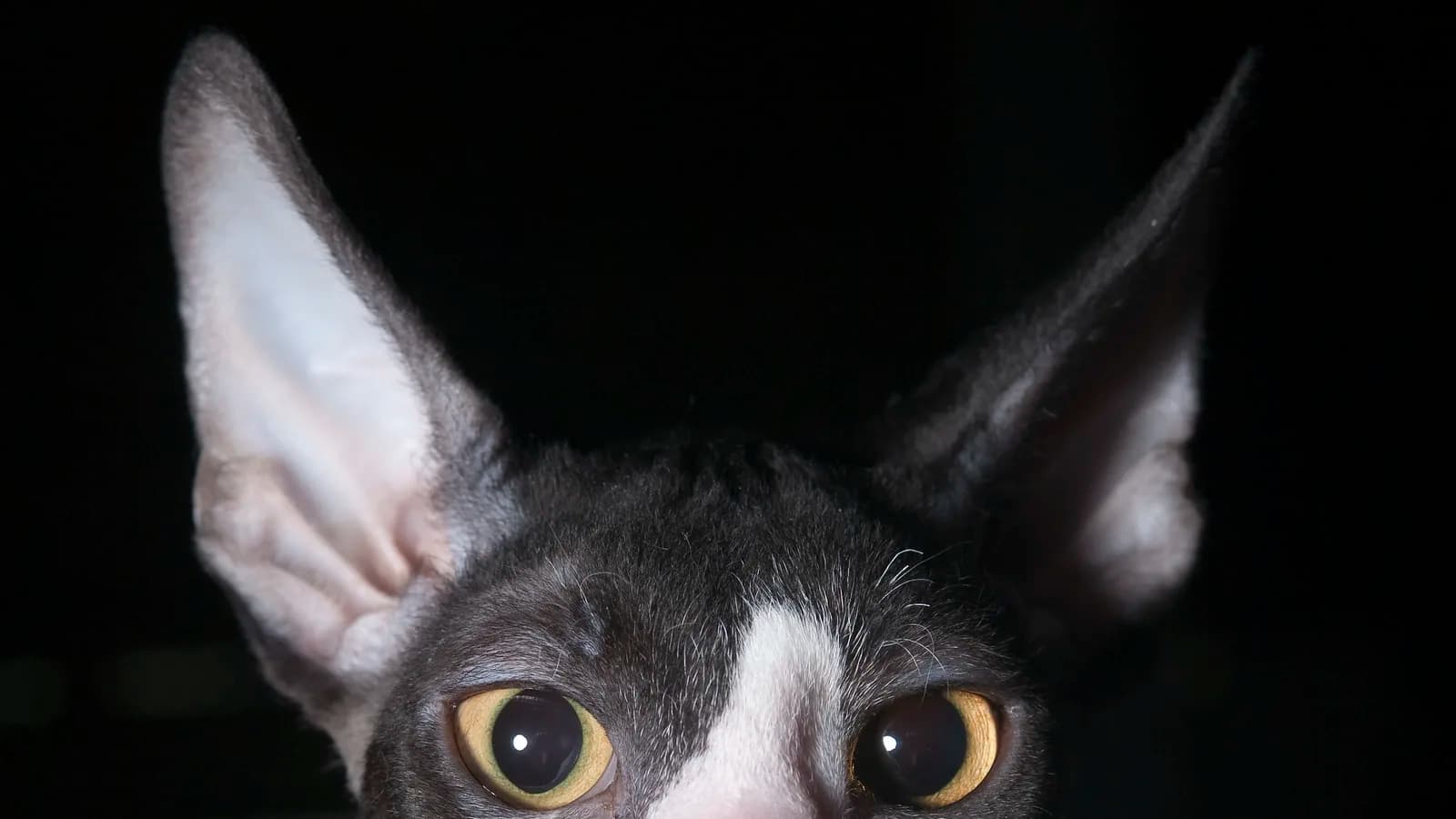 Black bicolor Cornish Rex kitten peeking up with enormous ears: the face the price page prices