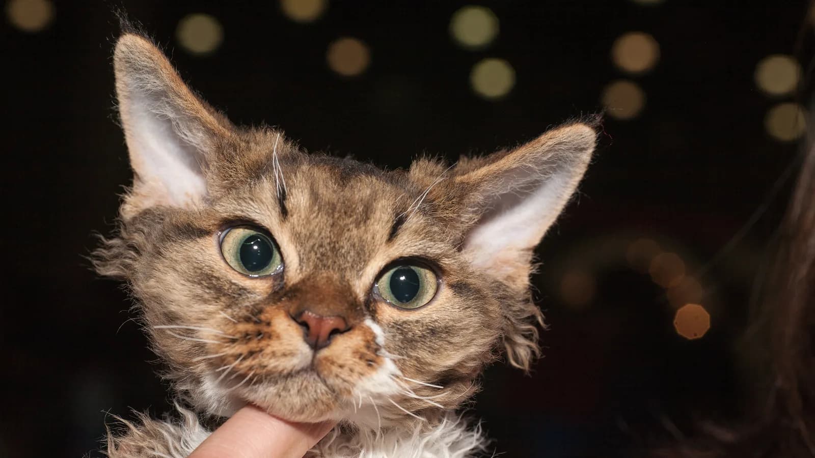 Devon Rex show cat held for the judge, the registry world where the outcross rules are written