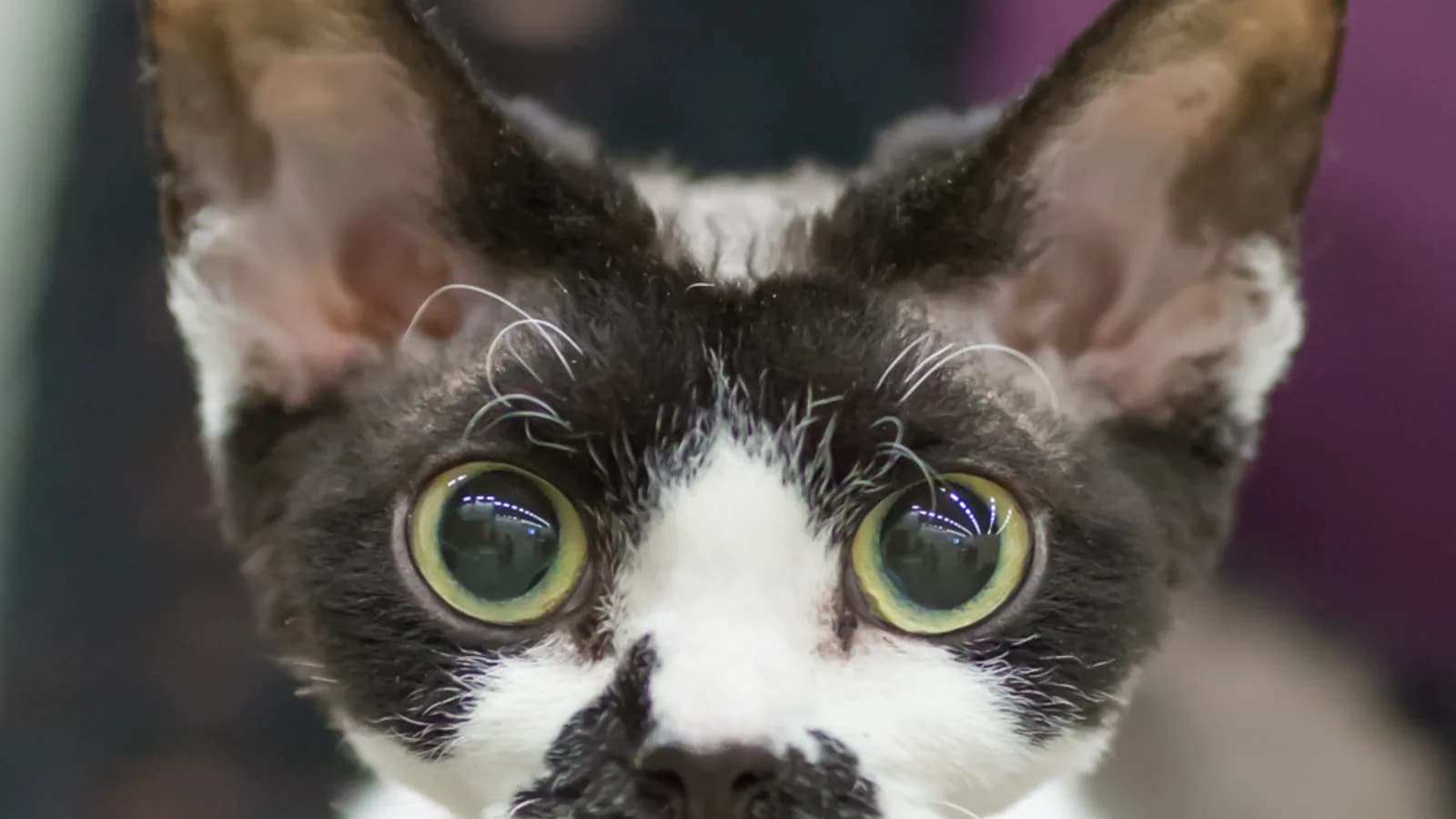 Black and white Devon Rex with enormous eyes, the show class sold online as rare
