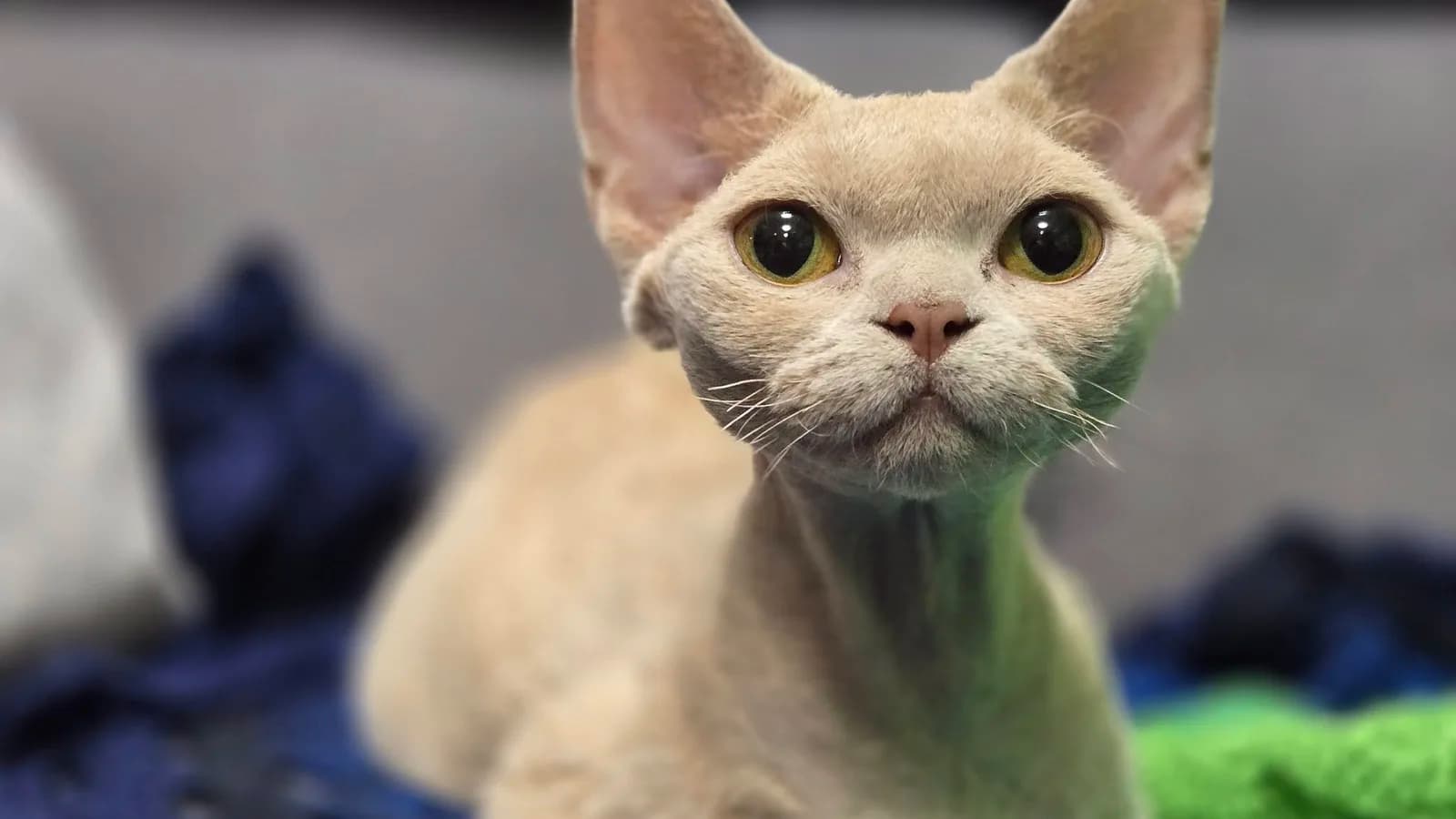 Lilac Devon Rex facing the camera, huge ears and wavy pale coat