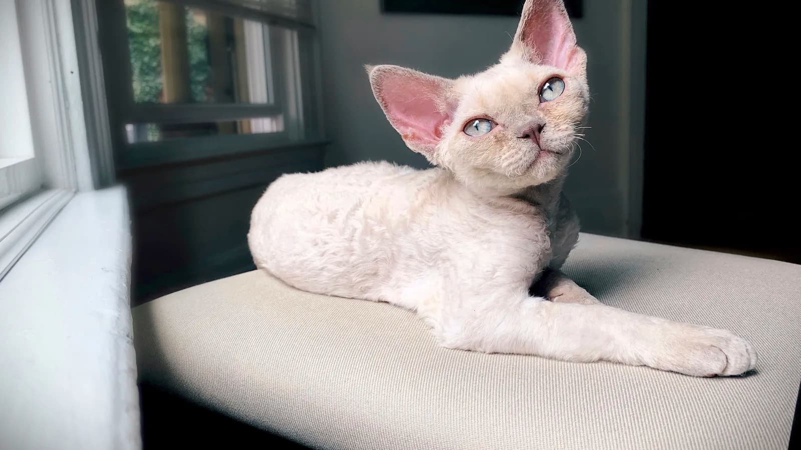 Cream Devon Rex kitten lounging on a window bench, the age the price lists quote