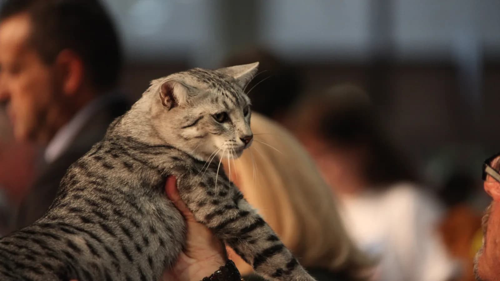 Silver Egyptian Mau held up by its handler at a FIFe world show, the show world where this rare breed actually lives