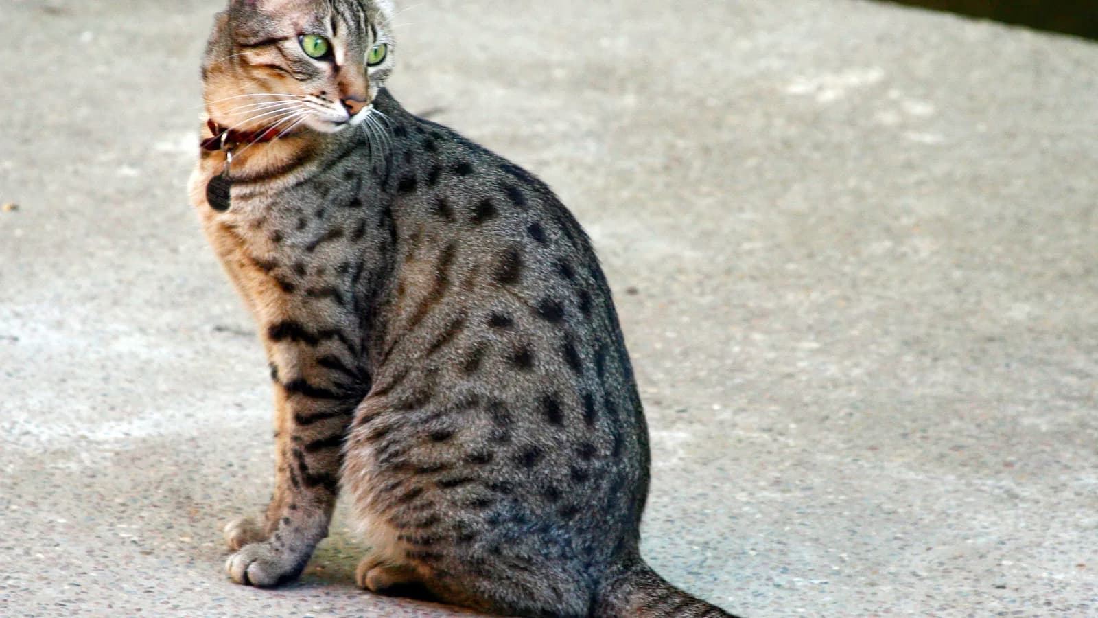 Bronze Egyptian Mau with green eyes, the wild-type coat closest to Cairo's own street cats