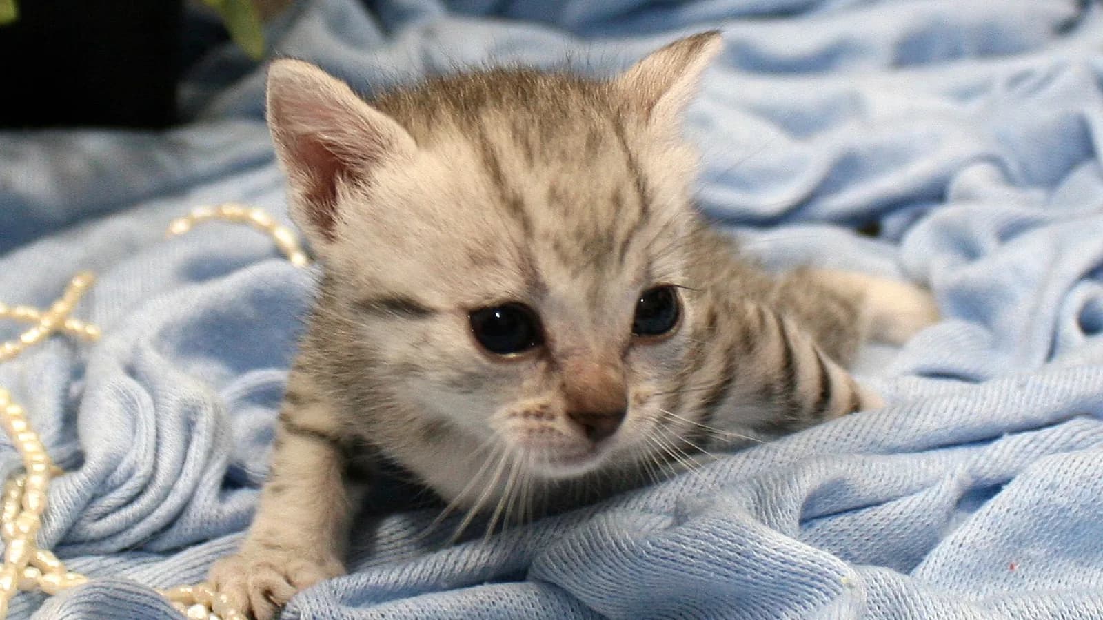Egyptian Mau kitten on a blue blanket, the age a buyer waits a list for